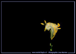 A yellow nudi-branch in the waters of the Etang de Thau. by Michel Lonfat 